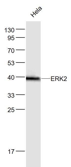 Lane 1: Hela cell lysates probed with ERK2 Monoclonal Antibody, Unconjugated (bsm-52068R) at 1:1000 dilution and 4˚C overnight incubation. Followed by conjugated secondary antibody incubation at 1:20000 for 60 min at 37˚C.