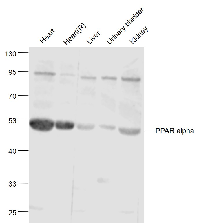 Lane 1: Mouse Heart lysates; Lane 2: Rat Heart lysates; Lane 3: Mouse Liver lysates; Lane 4: Mouse Urinary bladder lysates ; Lane 5: Mouse Kidney lysates probed with PPAR alpha Polyclonal Antibody, Unconjugated (bs-3614R) at 1:1000 dilution and 4˚C overnight incubation. Followed by conjugated secondary antibody incubation at 1:20000 for 60 min at 37˚C.