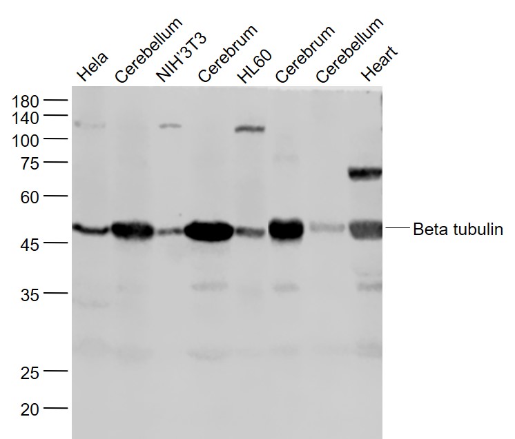 Lane 1: Hela cell lysates; Lane 2: Mouse Cerebellum lysates; Lane 3: NIH/3T3 cell lysates; Lane 4: Mouse Cerebrum lysates ; Lane 5: HL60 cell lysates; Lane 6: Rat Cerebrum lysates; Lane 7: Rat Cerebellum lysates; Lane 8: Mouse Heart lysates probed with Beta tubulin Polyclonal Antibody, Unconjugated (bs-4511R) at 1:1000 dilution and 4˚C overnight incubation. Followed by conjugated secondary antibody incubation at 1:20000 for 60 min at 37˚C.