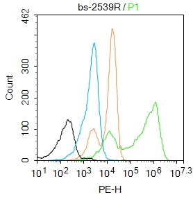 K562 cells were fixed with 4% PFA for 10min at room temperature,permeabilized with 90% ice-cold methanol for 20 min at -20℃, and incubated in 5% BSA blocking buffer for 30 min at room temperature. Cells were then stained with MuRF1 Polyclonal Antibody(bs-2539R)at 1:50 dilution in blocking buffer and incubated for 30 min at room temperature, washed twice with 2%BSA in PBS, followed by secondary antibody incubation for 40 min at room temperature. Acquisitions of 20,000 events were performed. Cells stained with primary antibody (green), and isotype control (orange).