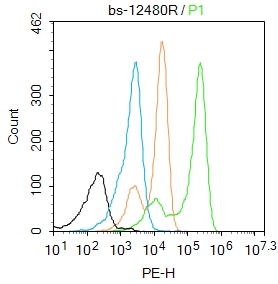 K562 cells were fixed with 4% PFA for 10min at room temperature,permeabilized with 90% ice-cold methanol for 20 min at -20℃, and incubated in 5% BSA blocking buffer for 30 min at room temperature. Cells were then stained with AP2 alpha + beta Polyclonal Antibody(bs-12480R)at 1:50 dilution in blocking buffer and incubated for 30 min at room temperature, washed twice with 2%BSA in PBS, followed by secondary antibody incubation for 40 min at room temperature. Acquisitions of 20,000 events were performed. Cells stained with primary antibody (green), and isotype control (orange).