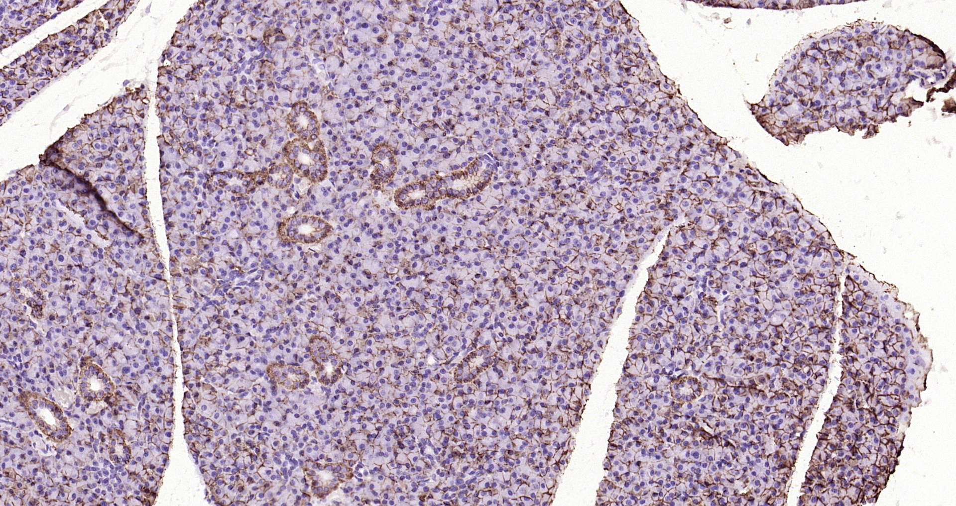 Paraformaldehyde-fixed, paraffin embedded Rat pancreas; Antigen retrieval by boiling in sodium citrate buffer (pH6.0) for 15min; Block endogenous peroxidase by 3% hydrogen peroxide for 20 minutes; Blocking buffer (normal goat serum) at 37°C for 30min; Antibody incubation with Sodium Potassium ATPase (13H5) Monoclonal Antibody, Unconjugated (bsm-52485R) at 1:200 overnight at 4°C, DAB staining.