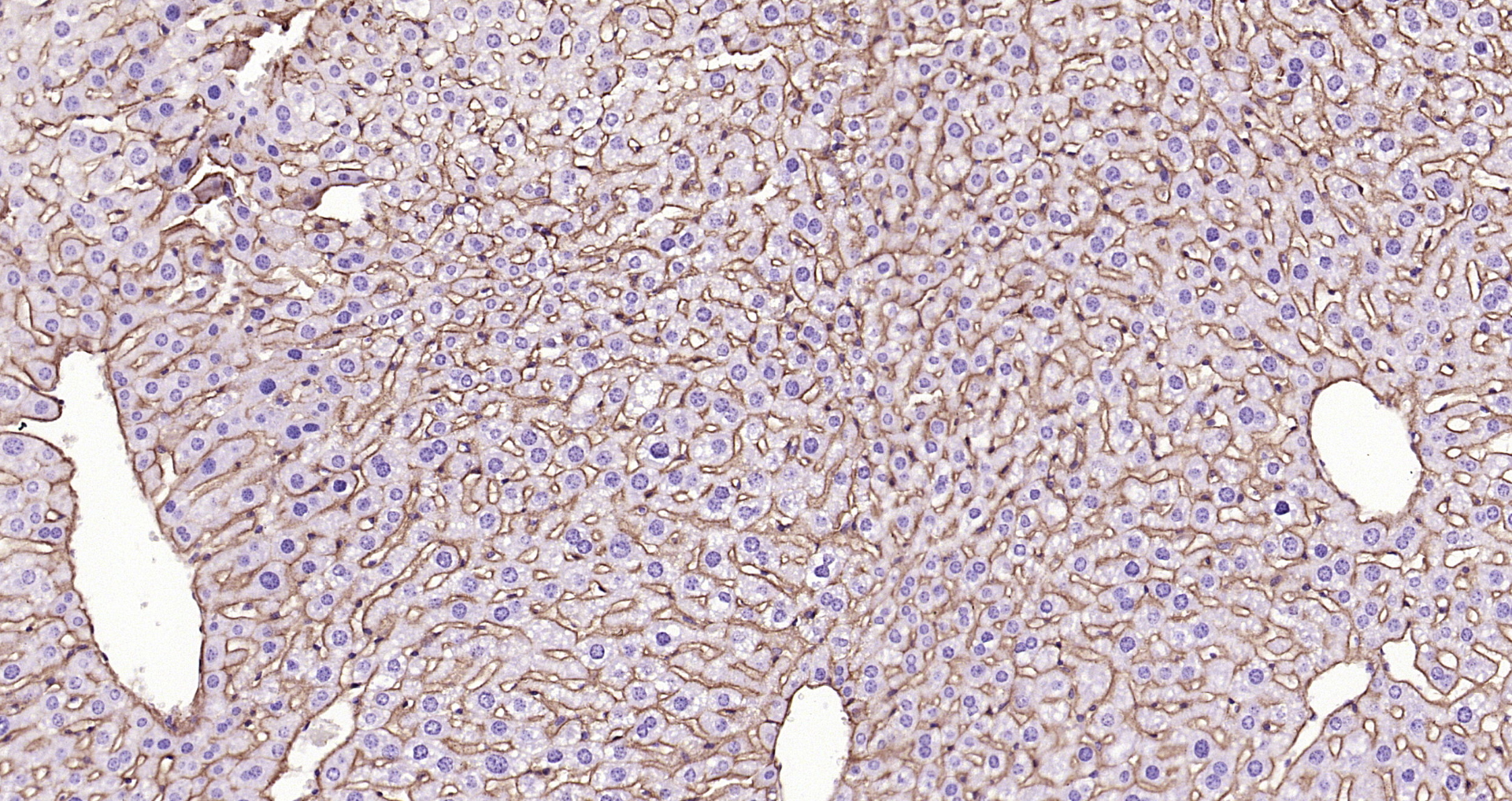 Paraformaldehyde-fixed, paraffin embedded Mouse liver; Antigen retrieval by boiling in sodium citrate buffer (pH6.0) for 15min; Block endogenous peroxidase by 3% hydrogen peroxide for 20 minutes; Blocking buffer (normal goat serum) at 37°C for 30min; Antibody incubation with Sodium Potassium ATPase (13H5) Monoclonal Antibody, Unconjugated (bsm-52485R) at 1:200 overnight at 4°C, DAB staining.