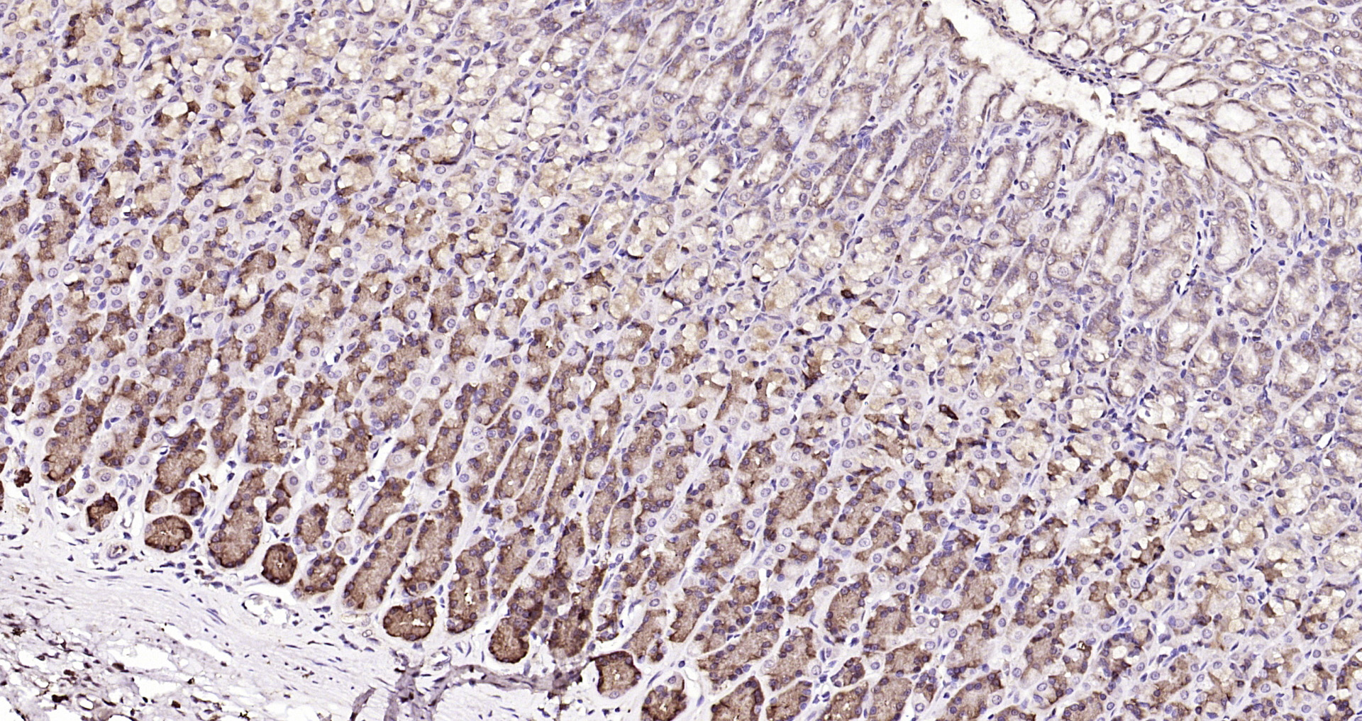 Paraformaldehyde-fixed, paraffin embedded Mouse stomach; Antigen retrieval by boiling in sodium citrate buffer (pH6.0) for 15min; Block endogenous peroxidase by 3% hydrogen peroxide for 20 minutes; Blocking buffer (normal goat serum) at 37°C for 30min; Antibody incubation with DTX3L Polyclonal Antibody, Unconjugated (bs-14438R) at 1:200 overnight at 4°C, DAB staining.