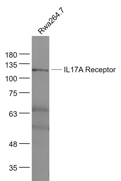 Lane 1: Raw264.7 cell lysates probed with IL17RA\/CD217 Polyclonal Antibody, Unconjugated (bs-2606R) at 1:1000 dilution and 4˚C overnight incubation. Followed by conjugated secondary antibody incubation at 1:20000 for 60 min at 37˚C.