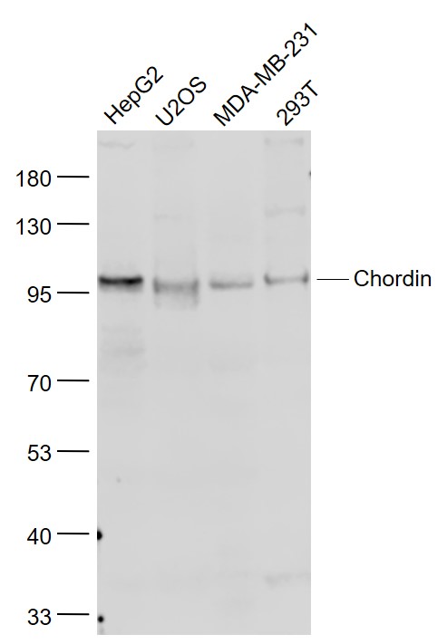 Lane 1: HepG2 cell lysates; Lane 2: U2os cell lysates; Lane 3: MDA-MB-231 cell lysates; Lane 4: 293T cell lysates probed with Chordin Polyclonal Antibody, Unconjugated (bs-11831R) at 1:1000 dilution and 4˚C overnight incubation. Followed by conjugated secondary antibody incubation at 1:20000 for 60 min at 37˚C.