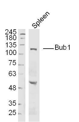 Lane 1: Mouse spleen cell lysates probed with Bub1 Polyclonal Antibody, Unconjugated (bs-4294R) at 1:300 dilution and 4˚C overnight incubation. Followed by conjugated secondary antibody incubation at 1:20000 for 60 min at 37˚C.