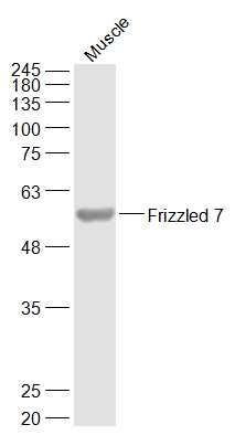 Lane 1: Mouse Muscle cell lysates probed with Frizzled 7 Polyclonal Antibody, Unconjugated (bs-5125R) at 1:1000 dilution and 4°C overnight incubation. Followed by conjugated secondary antibody incubation at 1:20000 for 60 min at 37°C.