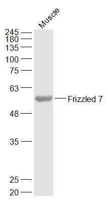 Lane 1: Mouse Muscle cell lysates probed with Frizzled 7 Polyclonal Antibody, Unconjugated (bs-5125R) at 1:1000 dilution and 4˚C overnight incubation. Followed by conjugated secondary antibody incubation at 1:20000 for 60 min at 37˚C.