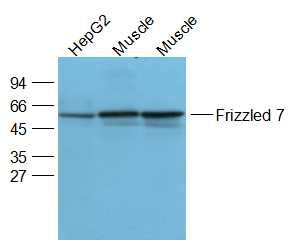 Lane 1: HepG2 cell lysates; Lane 2: Mouse Muscle cell lysates; Lane 3: Rat Muscle cell lysates probed with Frizzled 7 Polyclonal Antibody, Unconjugated (bs-5125R) at 1:2000 dilution and 4°C overnight incubation. Followed by conjugated secondary antibody incubation at 1:20000 for 60 min at 37°C.