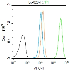 Molt-4 cells(black) were fixed with 4% PFA for 10min at room temperature,permeabilized with 90% ice-cold methanol for 20 min at -20℃, and incubated in 5% BSA blocking buffer for 30 min at room temperature. Cells were then stained with PKC beta 1 + 2 Antibody(bs-0267R)at 1:50 dilution in blocking buffer and incubated for 30 min at room temperature, washed twice with 2% BSA in PBS, followed by secondary antibody(blue) incubation for 40 min at room temperature. Acquisitions of 20,000 events were performed. Cells stained with primary antibody (green), and isotype control (orange).