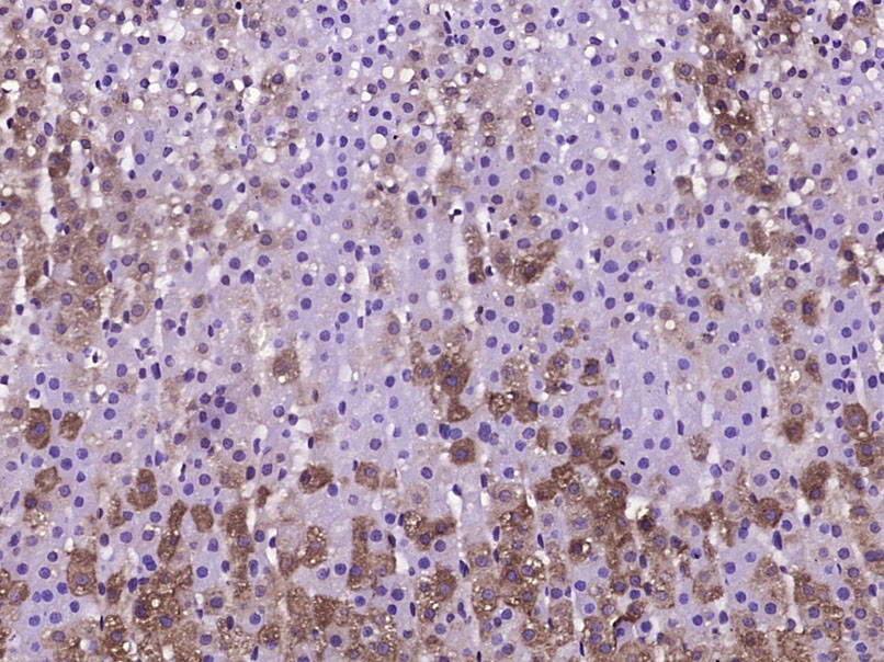 Paraformaldehyde-fixed, paraffin embedded Rat adrenal gland; Antigen retrieval by boiling in sodium citrate buffer (pH6.0) for 15min; Block endogenous peroxidase by 3% hydrogen peroxide for 20 minutes; Blocking buffer (normal goat serum) at 37°C for 30min; Antibody incubation with Neuropeptide Y Polyclonal Antibody, Unconjugated (bs-0071R) at 1:400 overnight at 4°C, DAB staining.