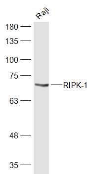 Lane 1: Raji cell lysates probed with RIPK-1 Polyclonal Antibody, Unconjugated (bs-5805R) at 1:1000 dilution and 4˚C overnight incubation. Followed by conjugated secondary antibody incubation at 1:20000 for 60 min at 37˚C.