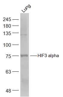 Lane 1: Mouse Lung cell lysates probed with HIF3 alpha Polyclonal Antibody, Unconjugated (bs-5898R) at 1:500 dilution and 4˚C overnight incubation. Followed by conjugated secondary antibody incubation at 1:20000 for 60 min at 37˚C.