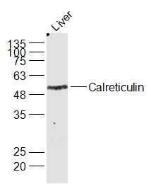 Lane 1: Mouse Liver cell lysates probed with Calreticulin Polyclonal Antibody, Unconjugated (bs-5913R) at 1:1000 dilution and 4˚C overnight incubation. Followed by conjugated secondary antibody incubation at 1:20000 for 60 min at 37˚C.