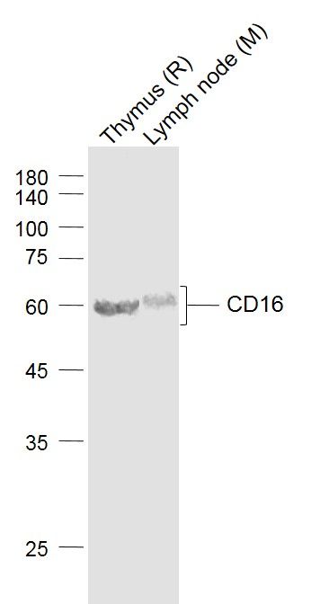 Lane 1: Rat Thymus cell lysates; Lane 2: Mouse Lymph node cell lysates probed with CD16 Polyclonal Antibody, Unconjugated (bs-6028R) at 1:1000 dilution and 4˚C overnight incubation. Followed by conjugated secondary antibody incubation at 1:20000 for 60 min at 37˚C.