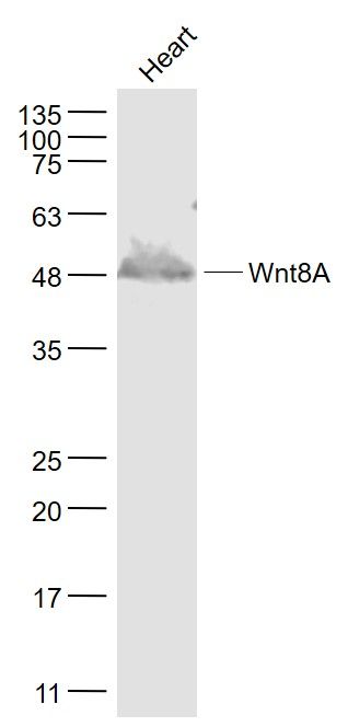 Lane 1: Mouse Heart cell lysates probed with Wnt8A Polyclonal Antibody, Unconjugated (bs-6129R) at 1:1000 dilution and 4˚C overnight incubation. Followed by conjugated secondary antibody incubation at 1:20000 for 60 min at 37˚C.