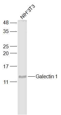 Lane 1: NIH/3T3 cell lysates probed with Galectin 1 Polyclonal Antibody, Unconjugated (bs-6594R) at 1:1000 dilution and 4˚C overnight incubation. Followed by conjugated secondary antibody incubation at 1:20000 for 60 min at 37˚C.