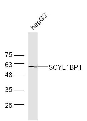 Lane 1:HepG2 cell lysates probed with SCYL1BP1 Polyclonal Antibody, Unconjugated (bs-6643R) at 1:1000 dilution and 4˚C overnight incubation. Followed by conjugated secondary antibody incubation at 1:20000 for 60 min at 37˚C.