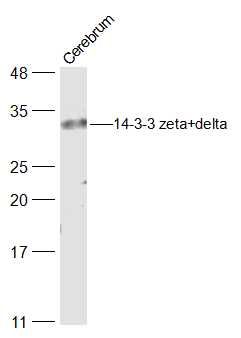 Lane 1: Rat Cerebrum cell lysates probed with 14-3-3 zeta \/ delta Polyclonal Antibody, Unconjugated (bs-6790R) at 1:500 dilution and 4˚C overnight incubation. Followed by conjugated secondary antibody incubation at 1:20000 for 60 min at 37˚C.