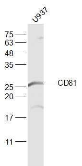 Lane 1:U937 cell lysates probed with CD81 Polyclonal Antibody, Unconjugated (bs-6934R) at 1:1000 dilution and 4˚C overnight incubation. Followed by conjugated secondary antibody incubation at 1:20000 for 60 min at 37˚C.