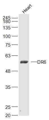Lane 1: Mouse Heart cell lysates probed with DR6 Polyclonal Antibody, Unconjugated (bs-7678R) at 1:300 dilution and 4˚C overnight incubation. Followed by conjugated secondary antibody incubation at 1:20000 for 60 min at 37˚C.