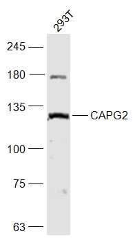 Lane 1: 293T cell lysates probed with CAPG2 Polyclonal Antibody, Unconjugated (bs-7721R) at 1:1000 dilution and 4˚C overnight incubation. Followed by conjugated secondary antibody incubation at 1:20000 for 60 min at 37˚C.