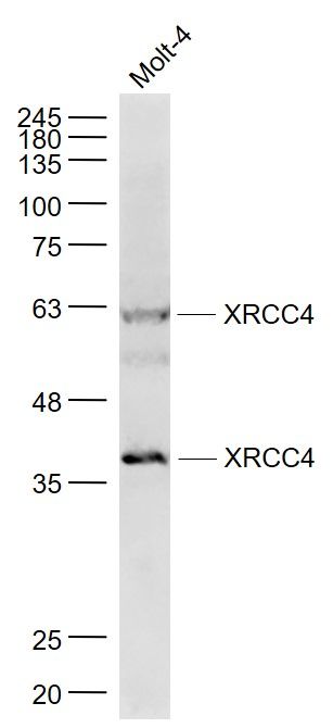 Lane 1: Molt-4 cell lysates probed with XRCC4 Polyclonal Antibody, Unconjugated (bs-8510R) at 1:1000 dilution and 4˚C overnight incubation. Followed by conjugated secondary antibody incubation at 1:20000 for 60 min at 37˚C.