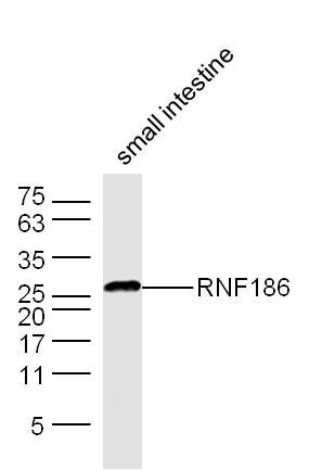 Lane 1: Mouse Small intestine cell lysates probed with RNF186 Polyclonal Antibody, Unconjugated (bs-9262R) at 1:300 dilution and 4˚C overnight incubation. Followed by conjugated secondary antibody incubation at 1:20000 for 60 min at 37˚C.