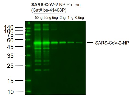 Lane 1: SARS-CoV-2 N protein(Cat# bs-41408P) at 50ng; Lane 2: SARS-CoV-2 N protein(Cat# bs-41408P) at 25ng; Lane 3: SARS-CoV-2 N protein(Cat# bs-41408P) at 5ng; Lane 4: SARS-CoV-2 N protein(Cat# bs-41408P) at 2ng ; Lane 5: SARS-CoV-2 N protein(Cat# bs-41408P) at 1ng;Lane 6: SARS-CoV-2 N protein(Cat# bs-41408P) at 0.5ng probed with SARS-CoV-2 N protein monoclonal Antibody, Unconjugated (bsm-41413M) at 1:1000 dilution and 4˚C overnight incubation. Followed by conjugated secondary antibody incubation at 1:20000 for 60 min at 37˚C.