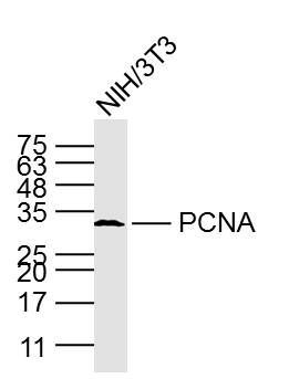 Lane 1: NIH\/3T3 cell lysates probed with PCNA(1C11) Monoclonal Antibody, Unconjugated (bsm-2006M) at 1:1000 dilution and 4˚C overnight incubation. Followed by conjugated secondary antibody incubation at 1:20000 for 60 min at 37˚C.