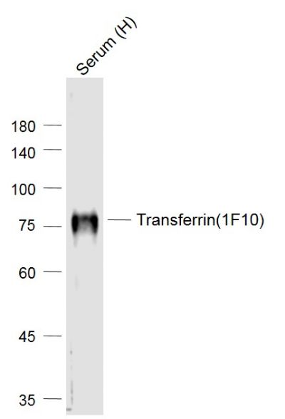 Lane 1: Human Serum lysates probed with Transferrin(1F10) Monoclonal Antibody, Unconjugated (bsm-2052M) at 1:1000 dilution and 4˚C overnight incubation. Followed by conjugated secondary antibody incubation at 1:20000 for 60 min at 37˚C.
