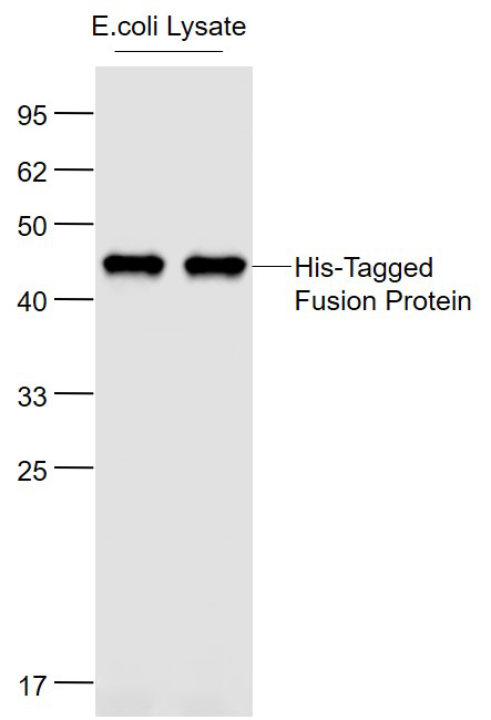 Lane 1: His-Tagged Fusion Protein Overexpression E.coli Lysate; Lane 2: His-Tagged Fusion Protein Overexpression E.coli Lysate probed with His tag (6E6) Monoclonal Antibody, Unconjugated (bsm-33004M) at 1:1000 dilution and 4˚C overnight incubation. Followed by conjugated secondary antibody incubation at 1:20000 for 60 min at 37˚C. Lane 1: His-Tagged Fusion Protein Overexpression E.coli Lysate; Lane 2: His-Tagged Fusion Protein Overexpression E.coli Lysate probed with His tag (6E6) Monoclonal Antibody, Unconjugated (bsm-33004M) at 1:1000 dilution and 4˚C overnight incubation. Followed by conjugated secondary antibody incubation at 1:20000 for 60 min at 37˚C.