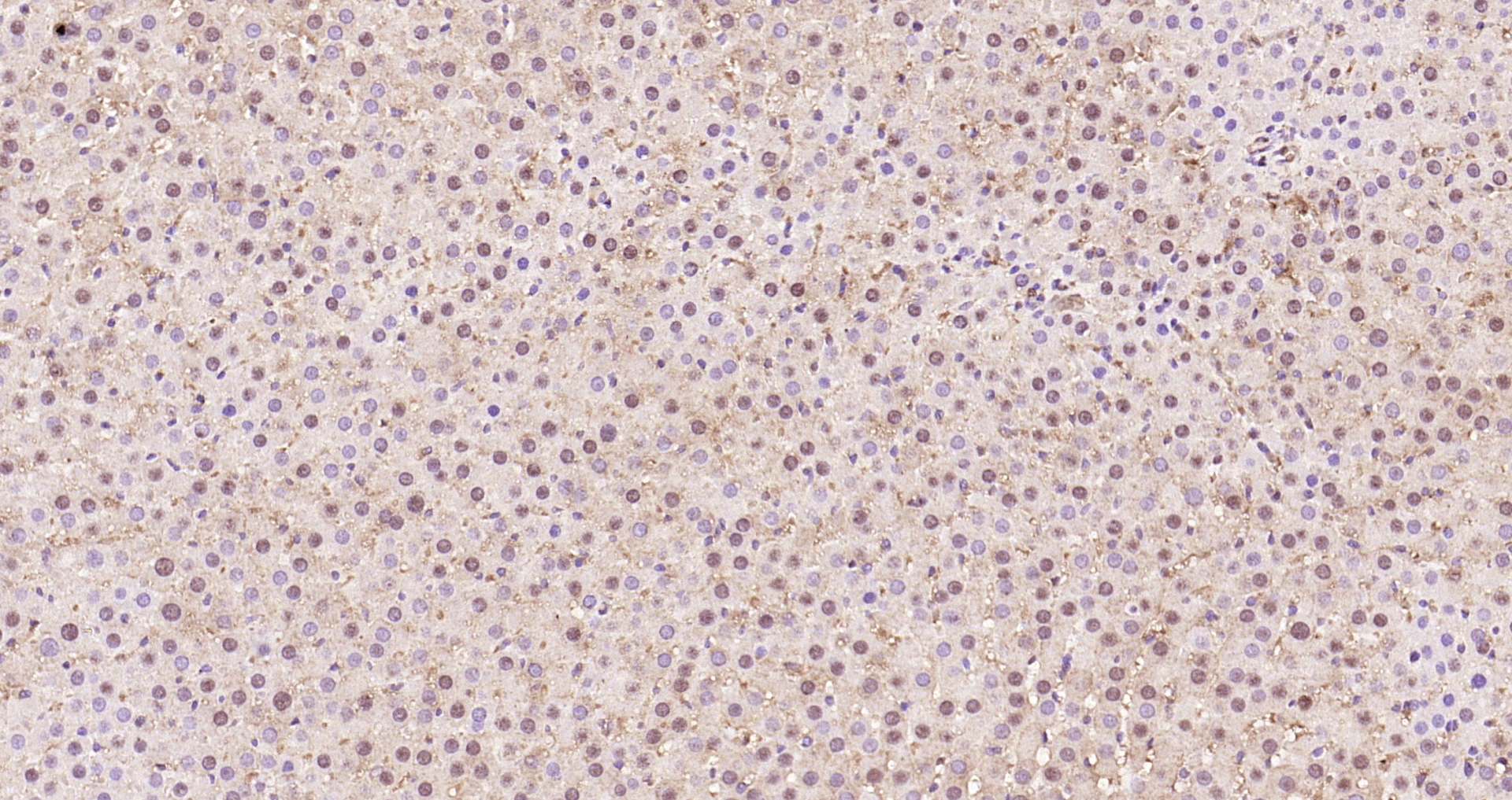 Paraformaldehyde-fixed, paraffin embedded Rat liver; Antigen retrieval by boiling in sodium citrate buffer (pH6.0) for 15min; Block endogenous peroxidase by 3% hydrogen peroxide for 20 minutes; Blocking buffer (normal goat serum) at 37°C for 30min; Antibody incubation with STAT3 (Ser727) Polyclonal Antibody, Unconjugated (bs-3429R) at 1:200 overnight at 4°C, DAB staining.