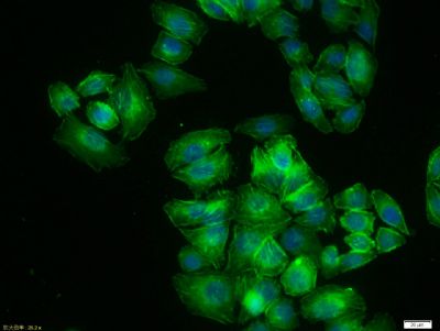 MCF7 cell; 4% Paraformaldehyde-fixed; Triton X-100 at room temperature for 20 min; Blocking buffer (normal goat serum, C-0005) at 37°C for 20 min; Antibody incubation with (beta-Actin) polyclonal Antibody, Unconjugated (bs-0061R) 1:100, 90 minutes at 37°C; followed by a conjugated Goat Anti-Rabbit IgG antibody at 37°C for 90 minutes, DAPI (blue, C02-04002) was used to stain the cell nuclei.