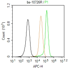 U-87MG cells(black) were fixed with 4% PFA for 10min at room temperature,permeabilized with 90% ice-cold methanol for 20 min at -20℃, and incubated in 5% BSA blocking buffer for 30 min at room temperature. Cells were then stained with CDK2 Polyclonal Antibody(bs-10726R)at 1:50 dilution in blocking buffer and incubated for 30 min at room temperature, washed twice with 2% BSA in PBS, followed by secondary antibody(blue) incubation for 40 min at room temperature. Acquisitions of 20,000 events were performed. Cells stained with primary antibody (green), and isotype control (orange).