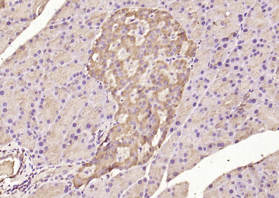 Paraformaldehyde-fixed, paraffin embedded Rat pancreas; Antigen retrieval by boiling in sodium citrate buffer (pH6.0) for 15min; Block endogenous peroxidase by 3% hydrogen peroxide for 20 minutes; Blocking buffer (normal goat serum) at 37°C for 30min; Antibody incubation with ATF6 Polyclonal Antibody, Unconjugated (bs-1634R) at 1:200 overnight at 4°C, DAB staining.