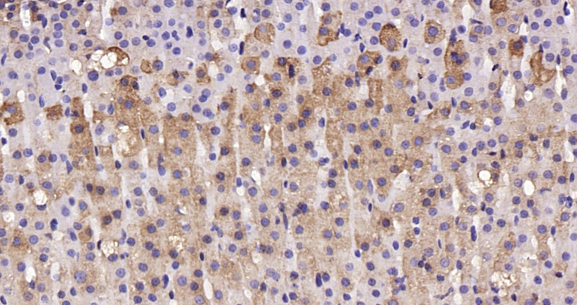 Paraformaldehyde-fixed, paraffin embedded Rat adrenal gland; Antigen retrieval by boiling in sodium citrate buffer (pH6.0) for 15min; Block endogenous peroxidase by 3% hydrogen peroxide for 20 minutes; Blocking buffer (normal goat serum) at 37°C for 30min; Antibody incubation with Substance P Polyclonal Antibody, Unconjugated (bs-0065R) at 1:200 overnight at 4°C, DAB staining.