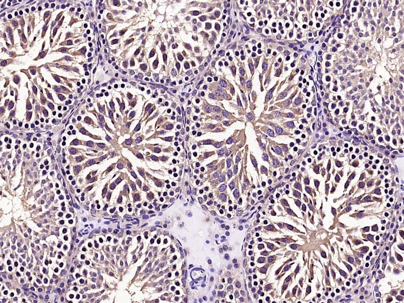 Paraformaldehyde-fixed, paraffin embedded Rat testis; Antigen retrieval by boiling in sodium citrate buffer (pH6.0) for 15min; Block endogenous peroxidase by 3% hydrogen peroxide for 20 minutes; Blocking buffer (normal goat serum) at 37°C for 30min; Antibody incubation with mTOR/FRAP Polyclonal Antibody, Unconjugated (bs-1992R) at 1:400 overnight at 4°C, DAB staining.