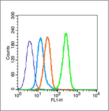 MCF-7 cells(black) were fixed with 4% PFA for 10min at room temperature,permeabilized with 90% ice-cold methanol for 20 min at -20℃, and incubated in 5% BSA blocking buffer for 30 min at room temperature. Cells were then stained with Estrogen Receptor alpha Polyclonal Antibody(bs-2098R)at 1:50 dilution in blocking buffer and incubated for 30 min at room temperature, washed twice with 2% BSA in PBS, followed by secondary antibody(blue) incubation for 40 min at room temperature. Acquisitions of 20,000 events were performed. Cells stained with primary antibody (green), and isotype control (orange). MCF-7 cells(black) were fixed with 4% PFA for 10min at room temperature,permeabilized with 90% ice-cold methanol for 20 min at -20℃, and incubated in 5% BSA blocking buffer for 30 min at room temperature. Cells were then stained with Estrogen Receptor alpha Polyclonal Antibody(bs-2098R)at 1:50 dilution in blocking buffer and incubated for 30 min at room temperature, washed twice with 2% BSA in PBS, followed by secondary antibody(blue) incubation for 40 min at room temperature. Acquisitions of 20,000 events were performed. Cells stained with primary antibody (green), and isotype control (orange).