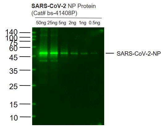 Lane 1: SARS-CoV-2 N protein(Cat# bs-41408P) at 50ng; Lane 2: SARS-CoV-2 N protein(Cat# bs-41408P) at 25ng; Lane 3: SARS-CoV-2 N protein(Cat# bs-41408P) at 5ng; Lane 4: SARS-CoV-2 N protein(Cat# bs-41408P) at 2ng ; Lane 5: SARS-CoV-2 N protein(Cat# bs-41408P) at 1ng;Lane 6: SARS-CoV-2 N protein(Cat# bs-41408P) at 0.5ng probed with SARS-CoV-2 N protein monoclonal Antibody, Unconjugated (bsm-41412M) at 1:1000 dilution and 4˚C overnight incubation. Followed by conjugated secondary antibody incubation at 1:20000 for 60 min at 37˚C.