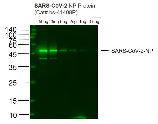 Lane 1: SARS-CoV-2 N protein(Cat# bs-41408P) at 50ng; Lane 2: SARS-CoV-2 N protein(Cat# bs-41408P) at 25ng; Lane 3: SARS-CoV-2 N protein(Cat# bs-41408P) at 5ng; Lane 4: SARS-CoV-2 N protein(Cat# bs-41408P) at 2ng ; Lane 5: SARS-CoV-2 N protein(Cat# bs-41408P) at 1ng;Lane 6: SARS-CoV-2 N protein(Cat# bs-41408P) at 0.5ng probed with SARS-CoV-2 N protein monoclonal Antibody, Unconjugated (bsm-41414M) at 1:1000 dilution and 4˚C overnight incubation. Followed by conjugated secondary antibody incubation at 1:20000 for 60 min at 37˚C.