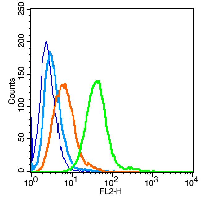 Raji cells(black) were incubated in 5% BSA blocking buffer for 30 min at room temperature. Cells were then stained with GGT1 Antibody（bs-2976R） at 1:50 dilution in blocking buffer and incubated for 30 min at room temperature, washed twice with 2% BSA in PBS. Acquisitions of 20,000 events were performed. Cells stained with primary antibody (green) and isotype control (orange).