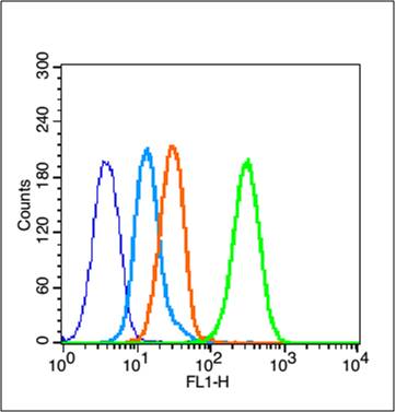 MCF-7 cells(black) were fixed with 4% PFA for 10min at room temperature,permeabilized with 90% ice-cold methanol for 20 min at -20℃, and incubated in 5% BSA blocking buffer for 30 min at room temperature. Cells were then stained with _x000D_ Estrogen Receptor alpha (S118) Polyclonal Antibody(bs-3130R)at 1:50 dilution in blocking buffer and incubated for 30 min at room temperature, washed twice with 2% BSA in PBS, followed by secondary antibody(blue) incubation for 40 min at room temperature. Acquisitions of 20,000 events were performed. Cells stained with primary antibody (green), and isotype control (orange).