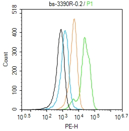 Molt-4 cells(black) were fixed with 4% PFA for 10min at room temperature,permeabilized with 0.1% PBST for 20 min at room temperature, and incubated in 5% BSA blocking buffer for 30 min at room temperature. Cells were then stained with SATB1 (Ser47) Polyclonal Antibody(bs-3390R)at 1:50 dilution in blocking buffer and incubated for 30 min at room temperature, washed twice with 2% BSA in PBS, followed by secondary antibody(blue) incubation for 40 min at room temperature. Acquisitions of 20,000 events were performed. Cells stained with primary antibody (green), and isotype control (orange).