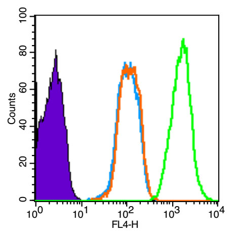 HUVEC cells(black) were fixed with 4% PFA for 10min at room temperature,permeabilized with 90% ice-cold methanol for 20 min at -20℃, and incubated in 5% BSA blocking buffer for 30 min at room temperature. Cells were then stained with Smad3 (Ser423 + Ser425) Polyclonal Antibody(bs-3425R)at 1:50 dilution in blocking buffer and incubated for 30 min at room temperature, washed twice with 2% BSA in PBS, followed by secondary antibody(blue) incubation for 40 min at room temperature. Acquisitions of 20,000 events were performed. Cells stained with primary antibody (green), and isotype control (orange).