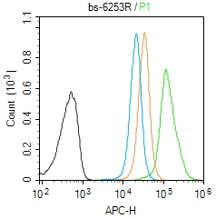 Molt-4 cells(black) were fixed with 4% PFA for 10min at room temperature,permeabilized with 0.1% PBST for 20 min at room temperature, and incubated in 5% BSA blocking buffer for 30 min at room temperature. Cells were then stained with CAMKK2 Polyclonal Antibody(bs-6253R)at 1:50 dilution in blocking buffer and incubated for 30 min at room temperature, washed twice with 2% BSA in PBS, followed by secondary antibody(blue) incubation for 40 min at room temperature. Acquisitions of 20,000 events were performed. Cells stained with primary antibody (green), and isotype control (orange).