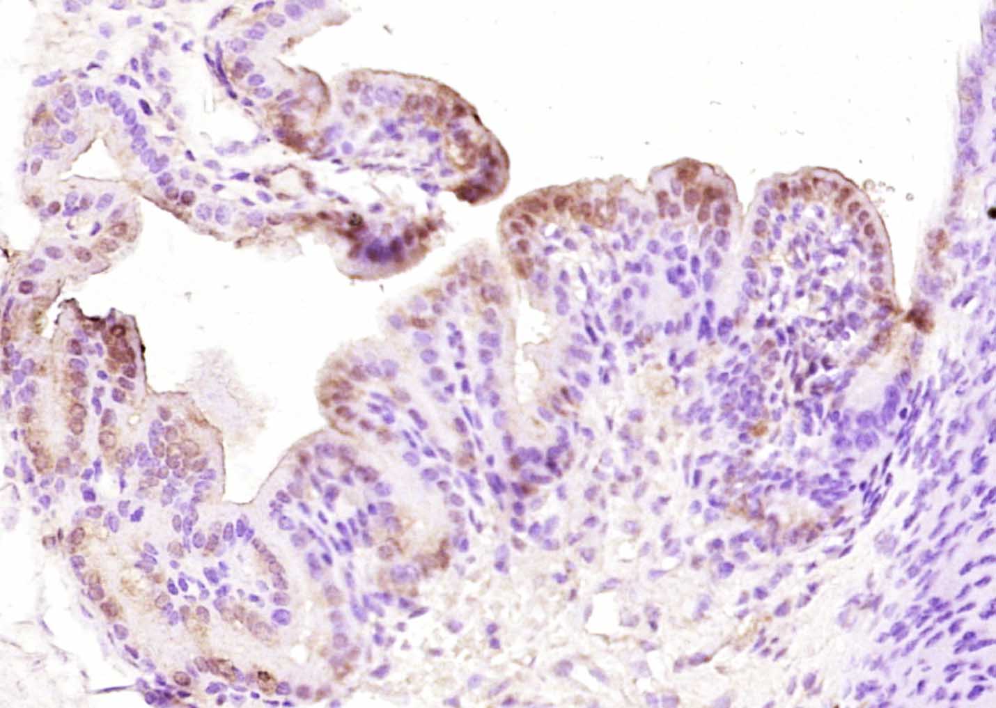 Paraformaldehyde-fixed, paraffin embedded Mouse placenta; Antigen retrieval by boiling in sodium citrate buffer (pH6.0) for 15min; Block endogenous peroxidase by 3% hydrogen peroxide for 20 minutes; Blocking buffer (normal goat serum) at 37°C for 30min; Antibody incubation with HOXB4 Polyclonal Antibody, Unconjugated (bs-3650R) at 1:200 overnight at 4°C, DAB staining.