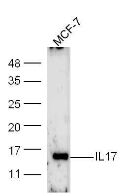 Lane 1: MCF-7 cell lysates probed with IL-17 Polyclonal Antibody, Unconjugated (bs-2140R) at 1:1000 dilution and 4˚C overnight incubation. Followed by conjugated secondary antibody incubation at 1:20000 for 60 min at 37˚C.
