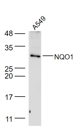 Lane 1: A549 cell lysates probed with NQO1 Polyclonal Antibody, Unconjugated (bs-2184R) at 1:1000 dilution and 4˚C overnight incubation. Followed by conjugated secondary antibody incubation at 1:20000 for 60 min at 37˚C.